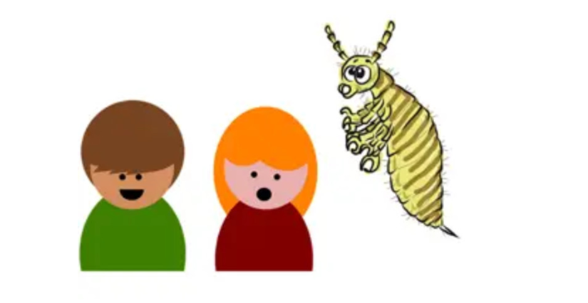 Atelier « une puce, un poux » au Muséum de Toulouse