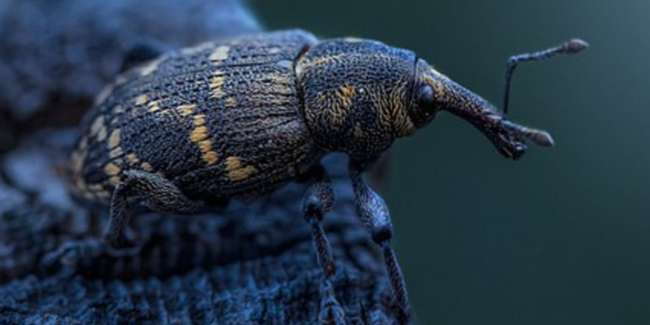Soirée insectes au Muséum de Toulouse : atelier familles