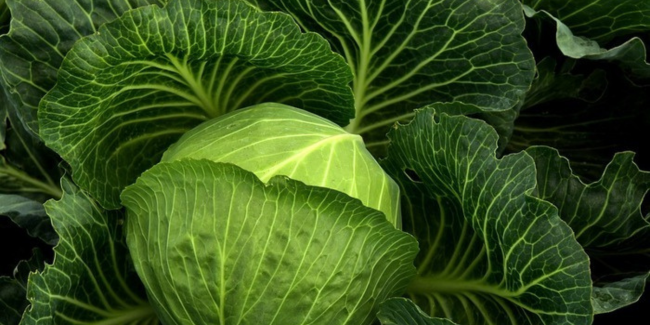 Atelier jardinage en famille : "Potager d’automne", au Museum de Toulouse