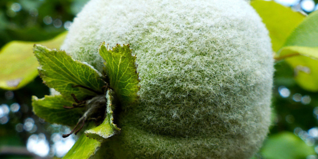 Atelier gourmand sur le coing aux Jardins du Muséum à Borderouge