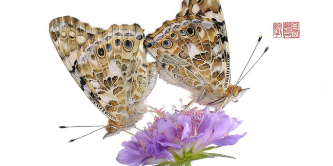 Exposition "La nature amoureuse : intimes insectes" aux Jardins botaniques du Muséum