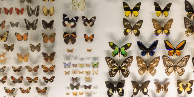 Visite famille « Chacun à sa place ! » au Muséum de Toulouse
