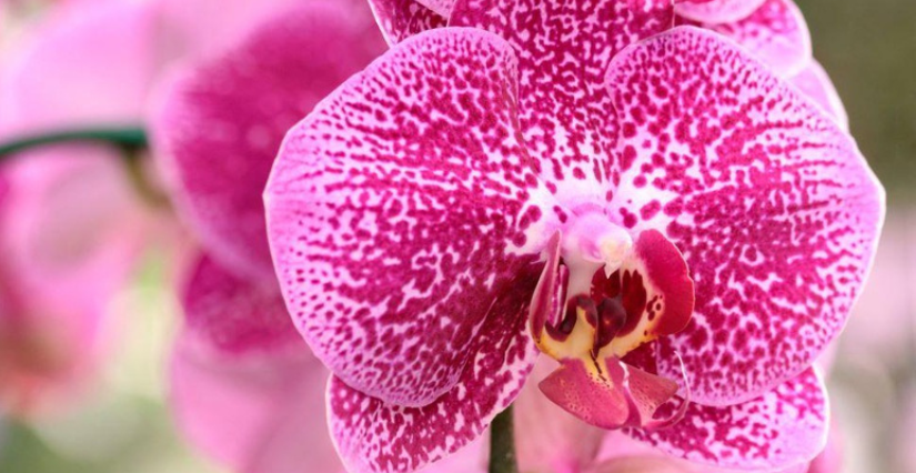 crédit photo : Freepik Atelier jardinage "Le monde des orchidées", Jardins du Museum, Toulouse