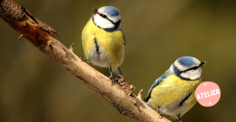 © Pixabay Atelier découverte de la nature, "Les oiseaux des jardins", aux Jardins du Muséum de Toulouse