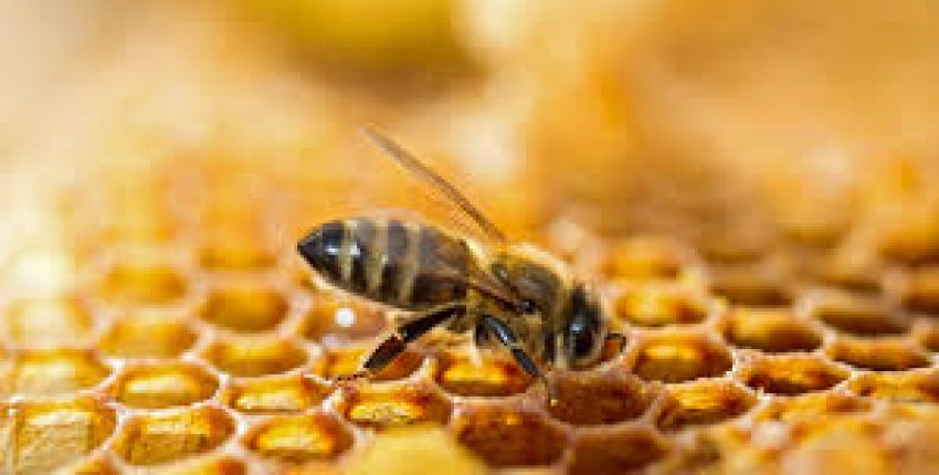 Les abeilles, la ruche pédagogique et l'apiculteur aux Jardins de Borderouge