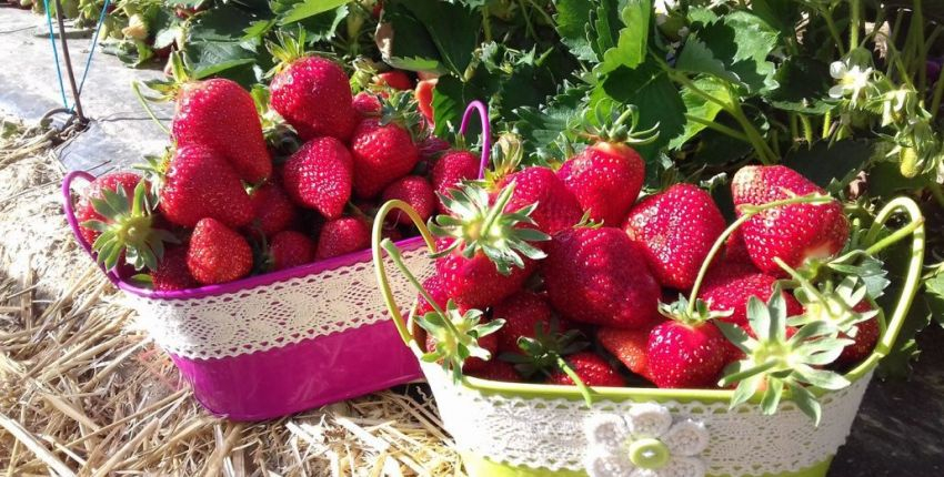 Cueillette Lavernose - Des fraises pour les gourmands
