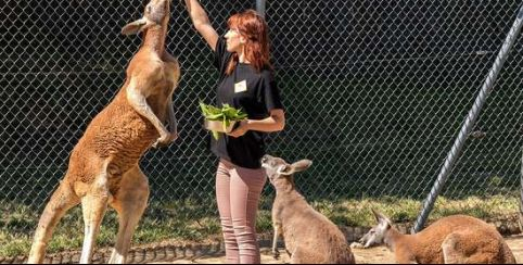 Le Parc Australien // Kangourous et chercheurs d'or près de Carcassonne