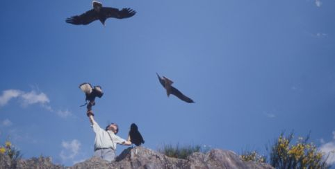 Découvrez les rapaces dans leur milieu naturel en famille